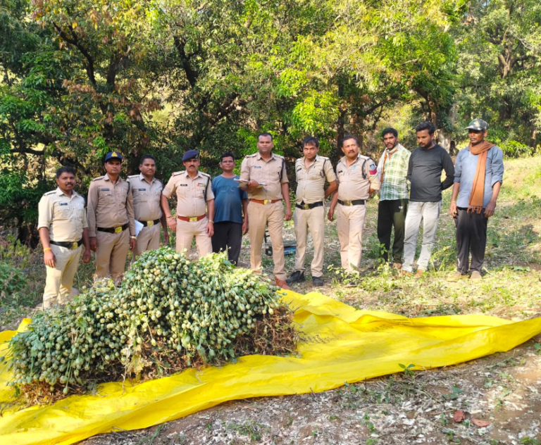 Opium Crop Worth ₹20 Lakh Seized in Chhindwara (Tamia)