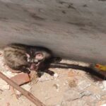 Mystery Night Creature Rescued: Asian Palm Civet Saved After Days in Tank in Korba