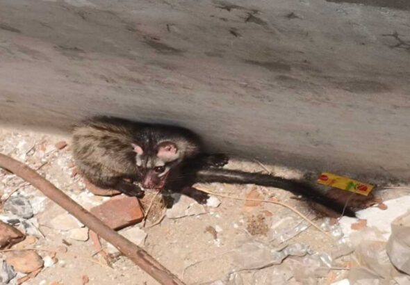 Mystery Night Creature Rescued: Asian Palm Civet Saved After Days in Tank in Korba