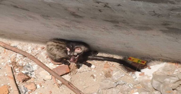 Mystery Night Creature Rescued: Asian Palm Civet Saved After Days in Tank in Korba