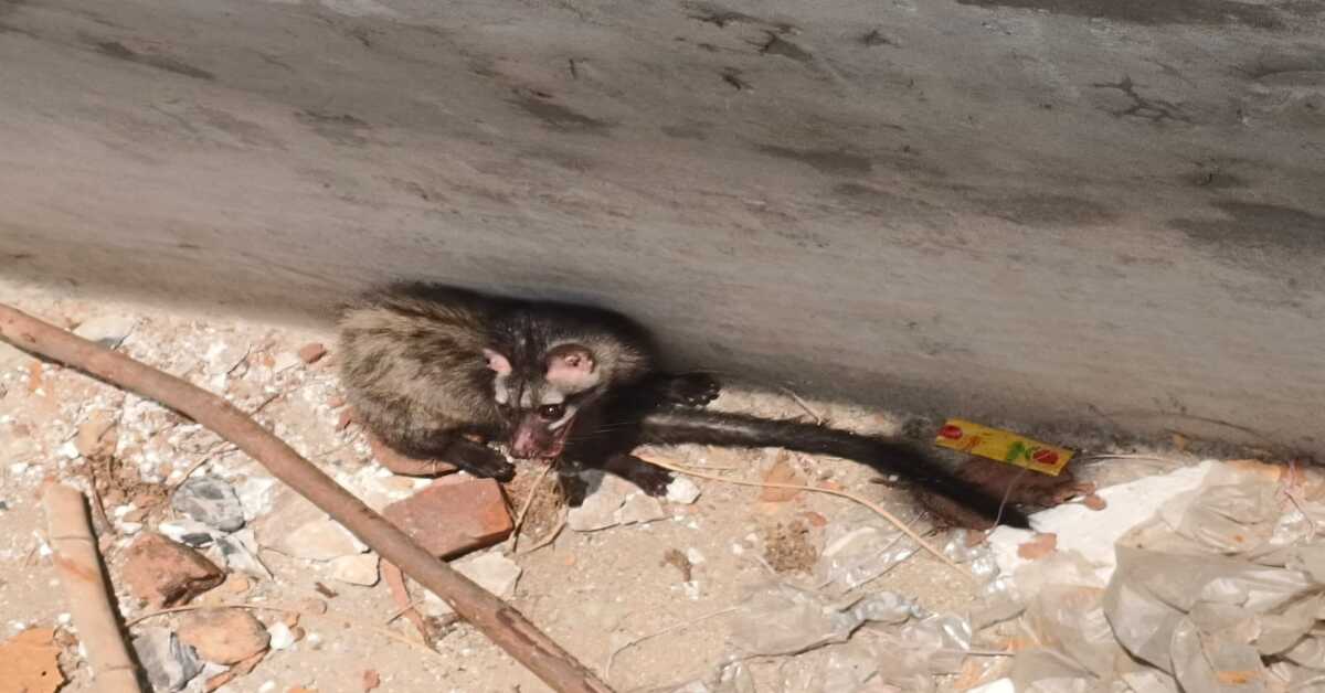 Mystery Night Creature Rescued: Asian Palm Civet Saved After Days in Tank in Korba