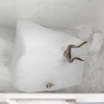 Frog Found Frozen Inside Ice at Ghantaghar Juice Center, Sparks Panic