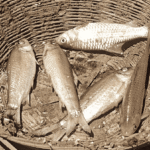 Mass Fish Death in Tapti River Sparks Pollution Fears in Burhanpur