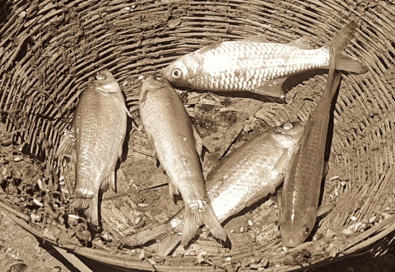 Mass Fish Death in Tapti River Sparks Pollution Fears in Burhanpur