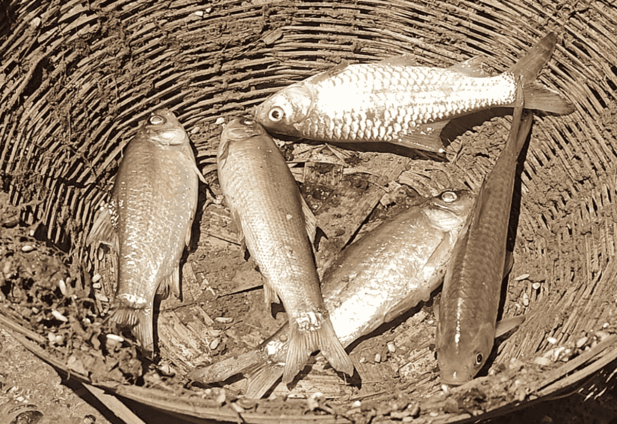 Mass Fish Death in Tapti River Sparks Pollution Fears in Burhanpur